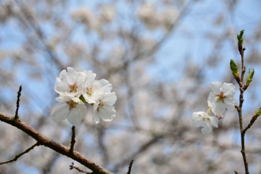 鈴鹿フラワーパーク・桜