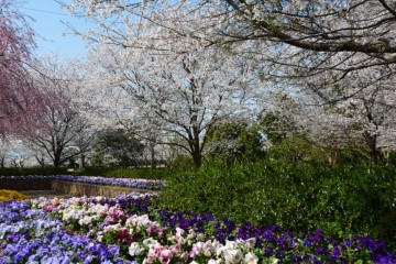 鈴鹿フラワーパーク・桜