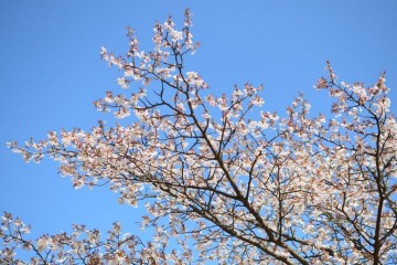 朝明渓谷・桜
