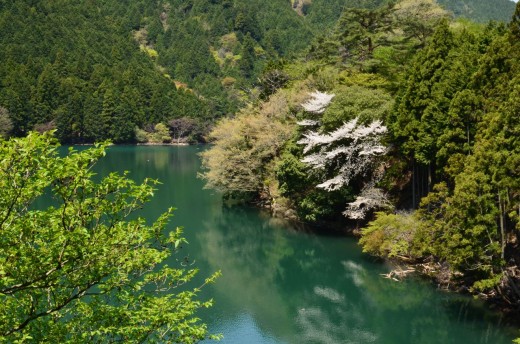 野洲川ダム 桜