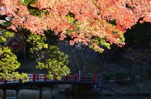 亀山公園・紅葉