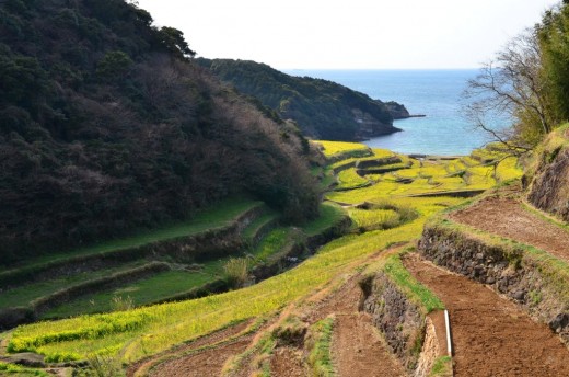 浜野浦の棚田