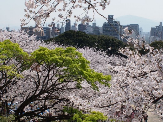 西公園・桜