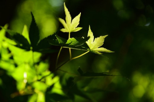 浮嶽ー羽金山・新緑